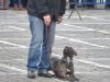 stagiu_psihologie_canina_codlea (102)