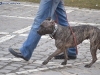 stagiu_psihologie_canina_codlea (105)