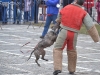 stagiu_psihologie_canina_codlea (108)