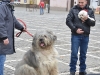 stagiu_psihologie_canina_codlea (113)