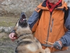 stagiu_psihologie_canina_codlea (115)