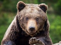 Noi reguli de mediu. Urșii care pătrund în localități pot fi împușcați pe loc