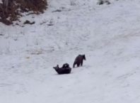3 ursuleți, atracția zilei pe pârtiile din Poiana Brașov (VIDEO)