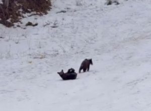 3 ursuleți, atracția zilei pe pârtiile din Poiana Brașov (VIDEO)