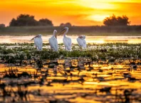 Înainte să rezervi o excursie cu barca în Delta Dunării: detaliile care merită comparate